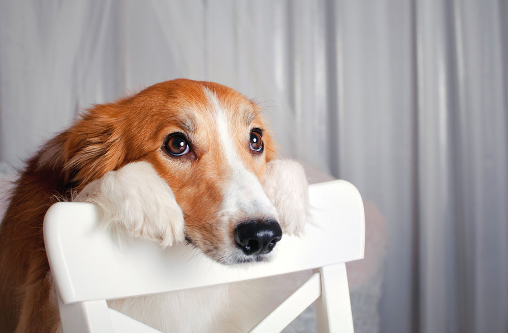 como exitar a un perro macho