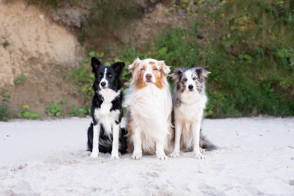 border collie australian shepherd mix