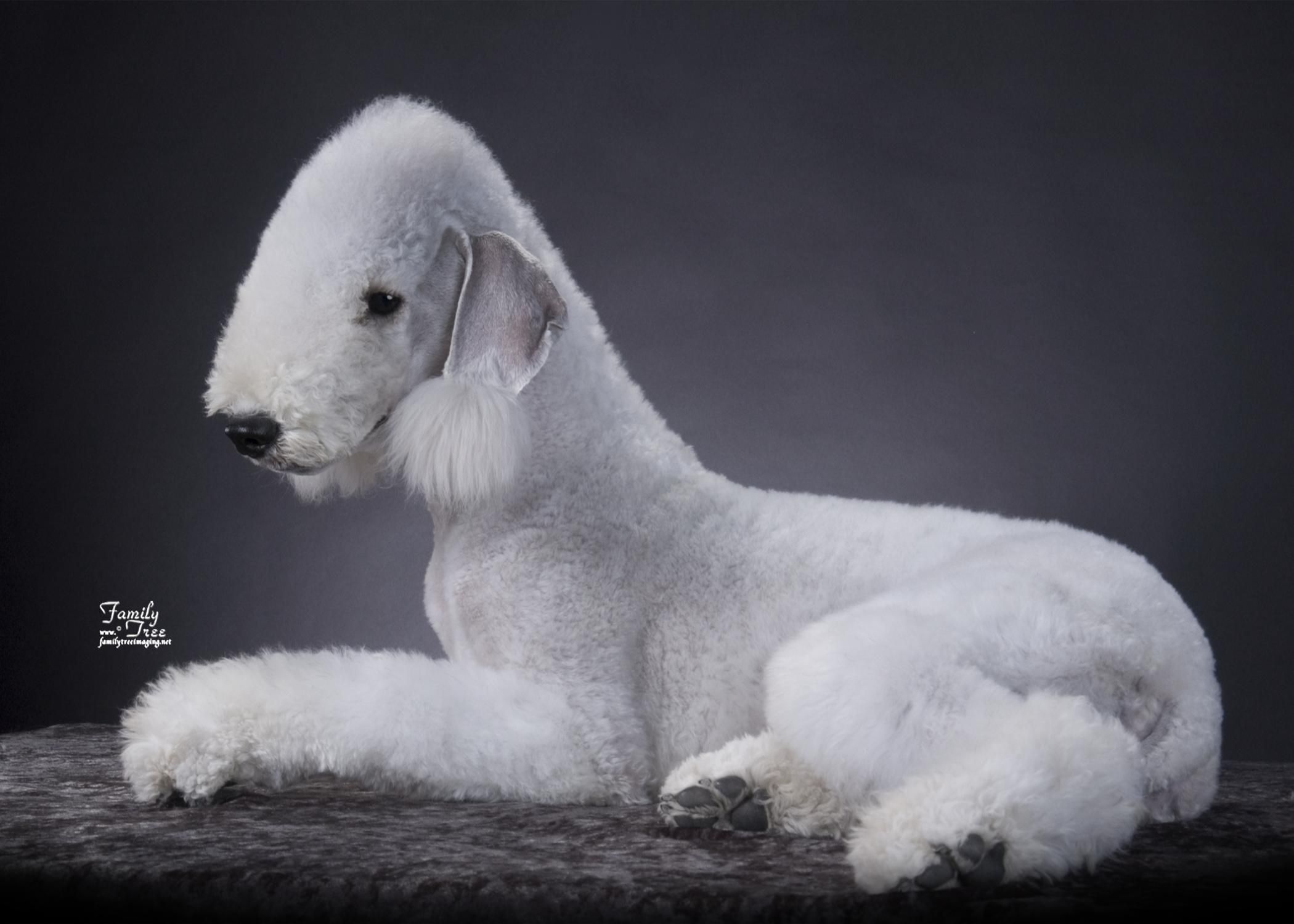 bedlington terrier puppies for sale