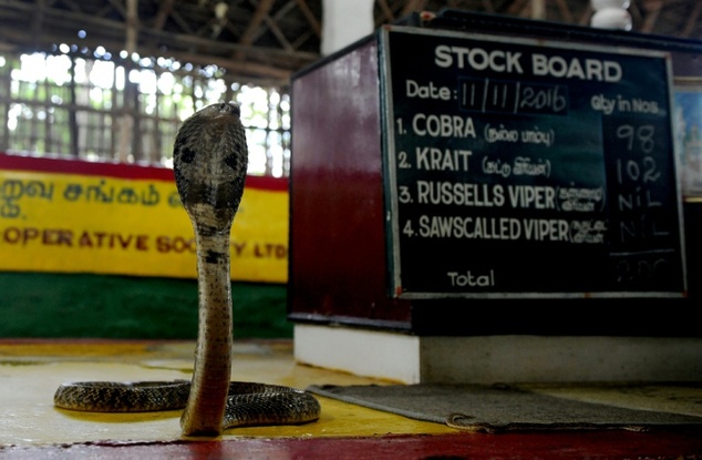 snake catcher in chennai