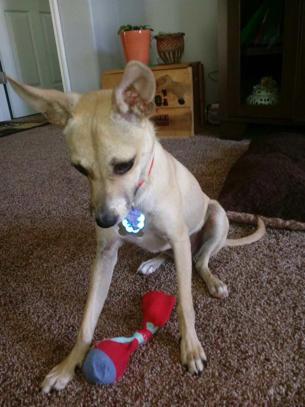 corgi whippet mix