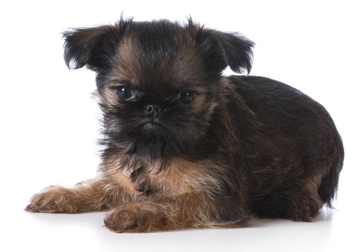 brussels griffon rescue uk