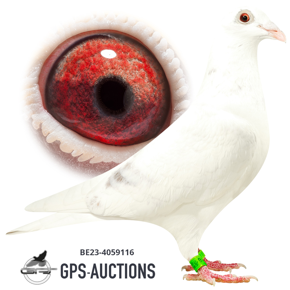 gps auctions pigeons