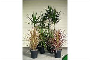 dracena cats