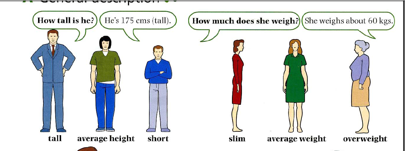 medium height in spanish