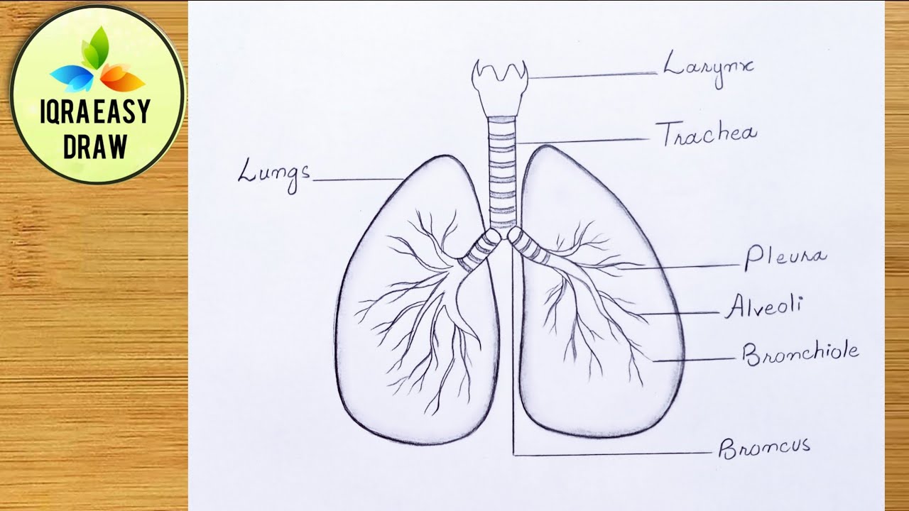 drawing of lungs