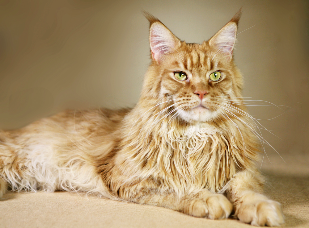 average lifespan maine coon