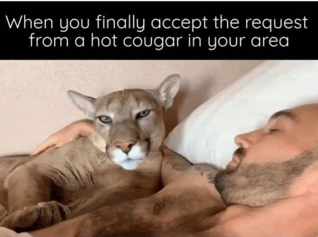 cougar meme