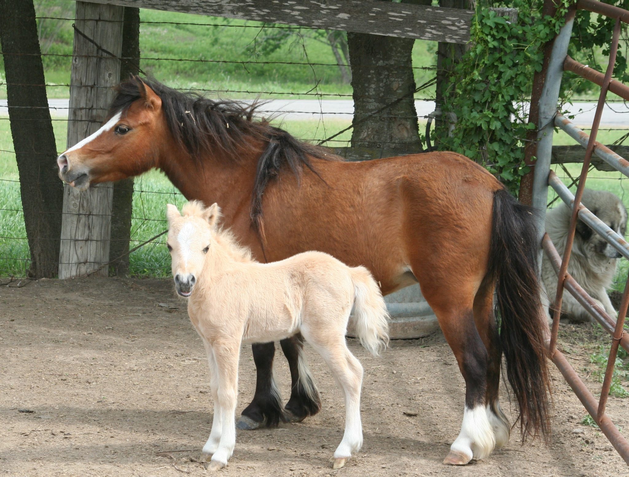 minicher ponies for sale