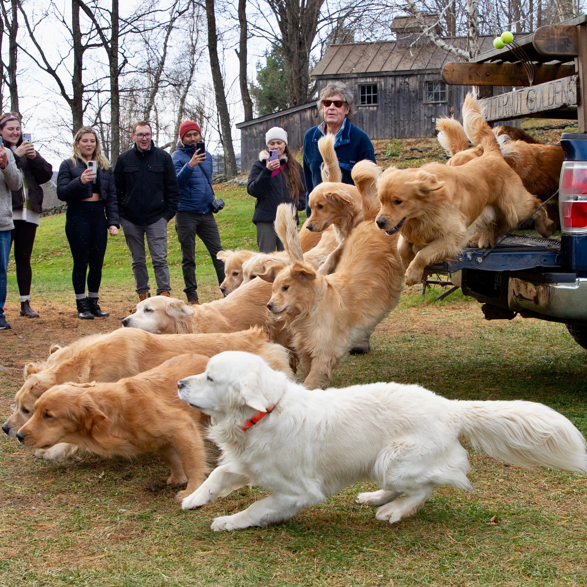 golden dog farm vermont