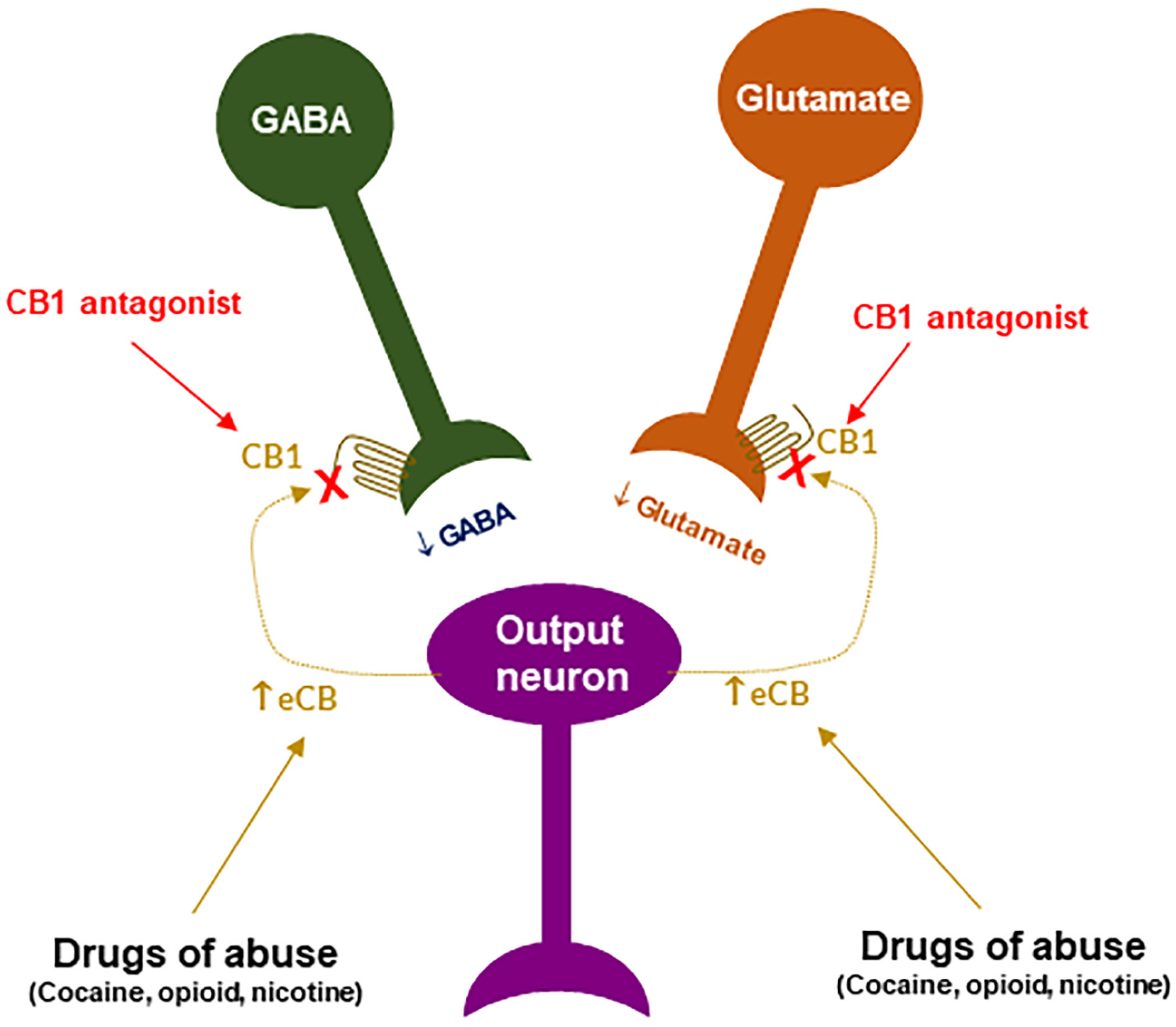 cb1 receptor