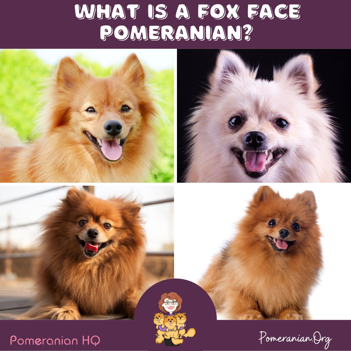 pomeranian varieties