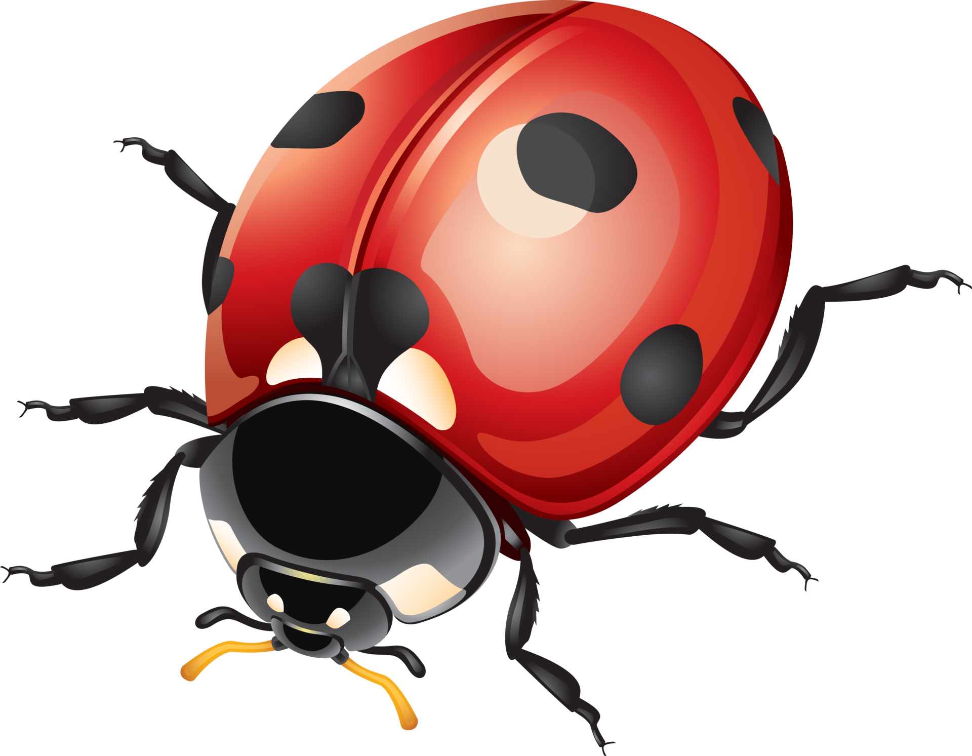 ladybug png
