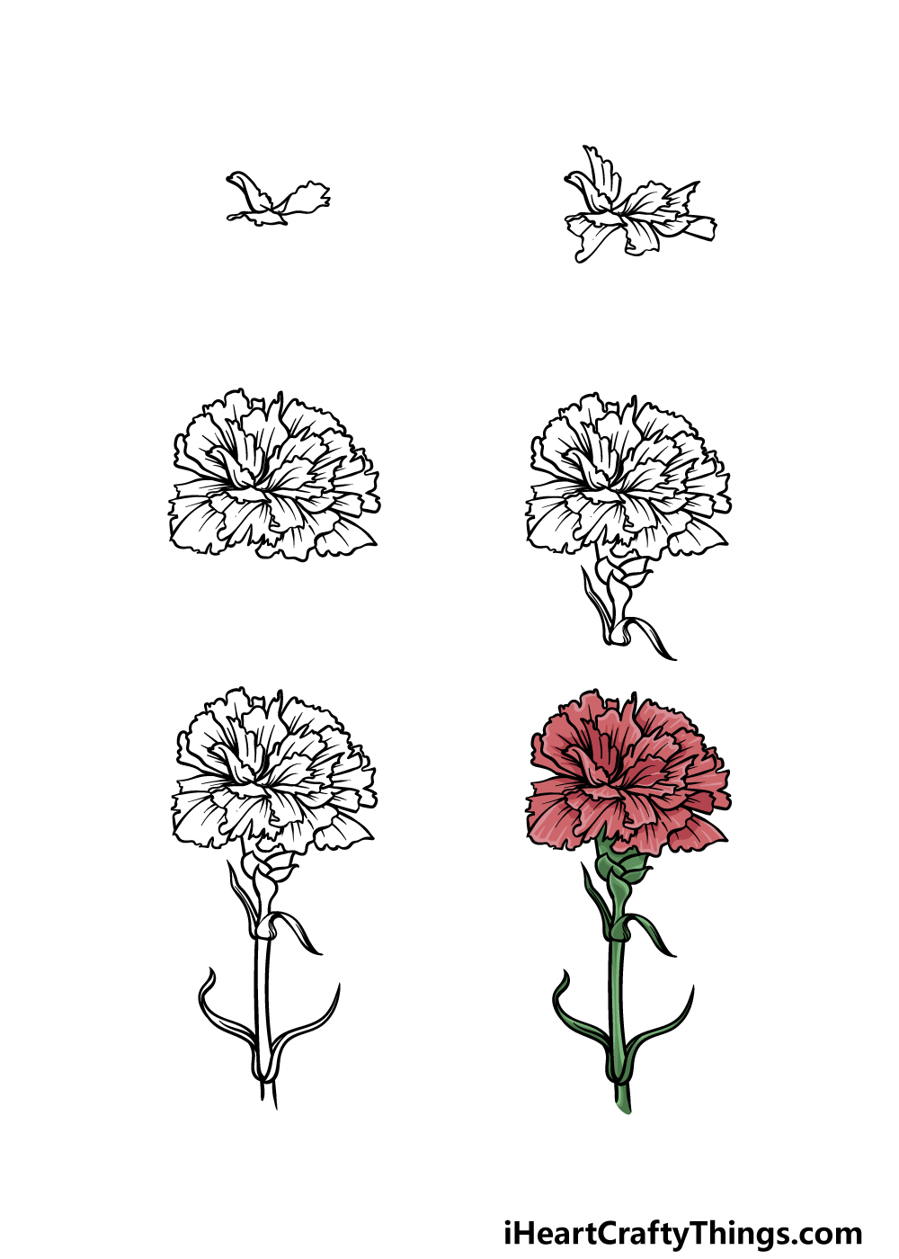 carnation flower drawing