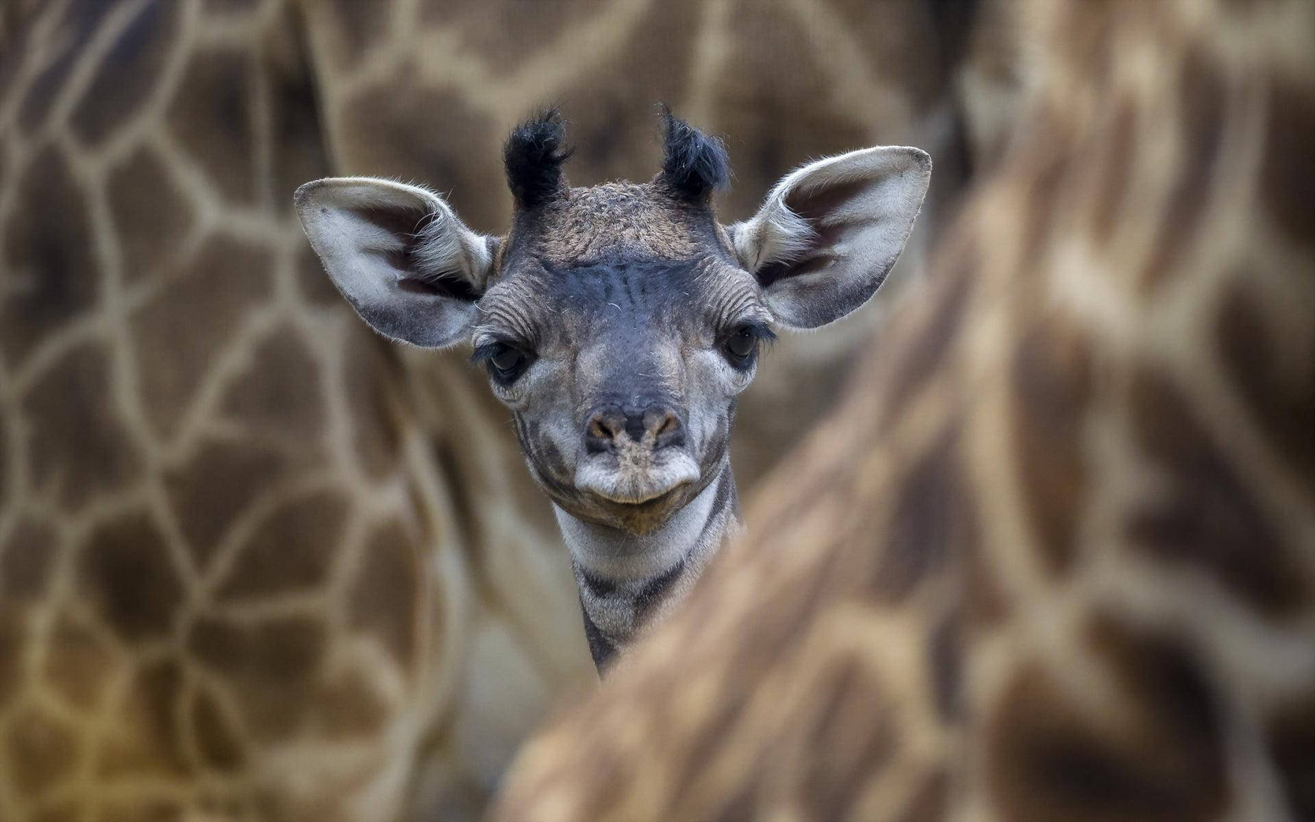 giraffe baby wallpaper