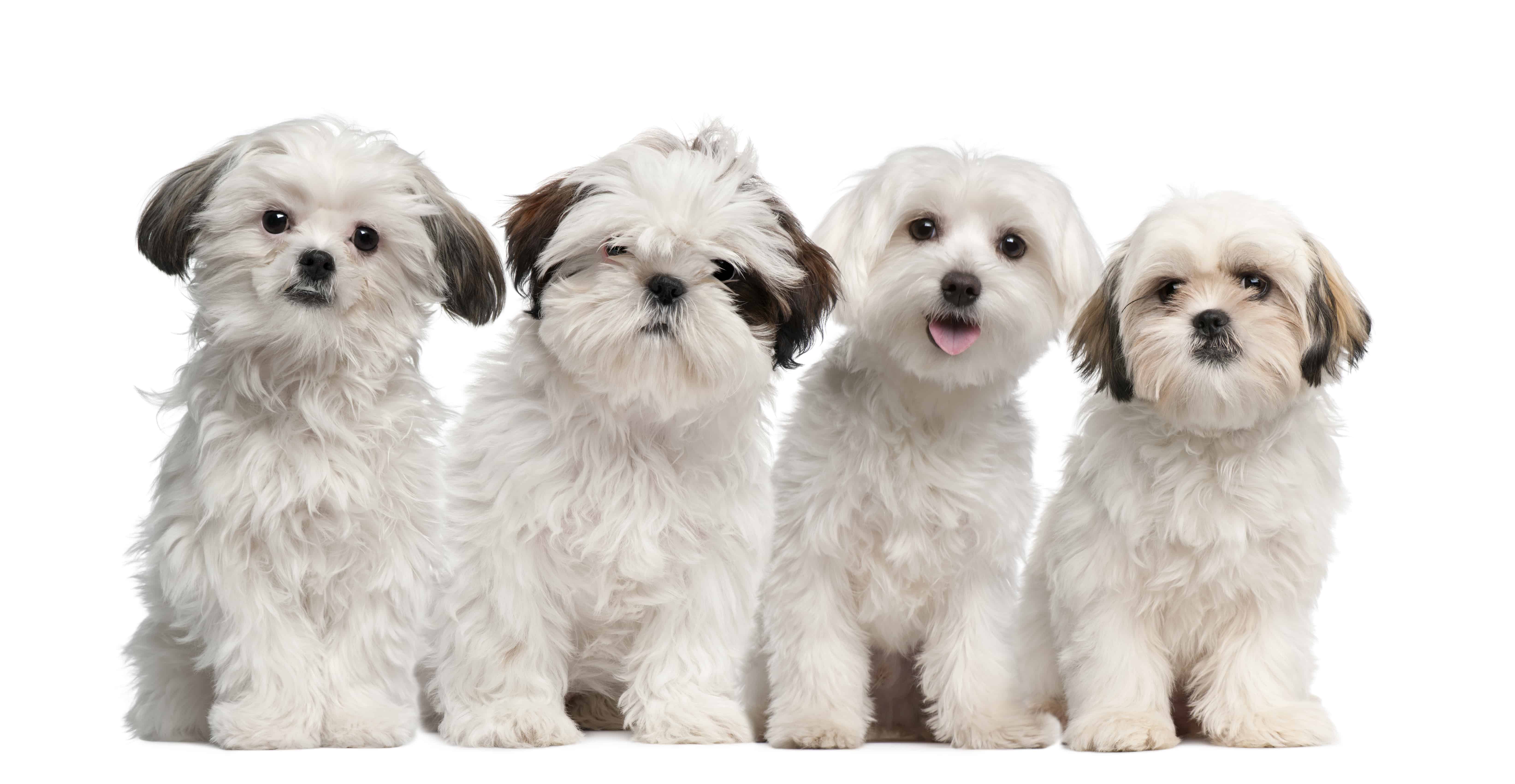 dogs shih tzu maltese