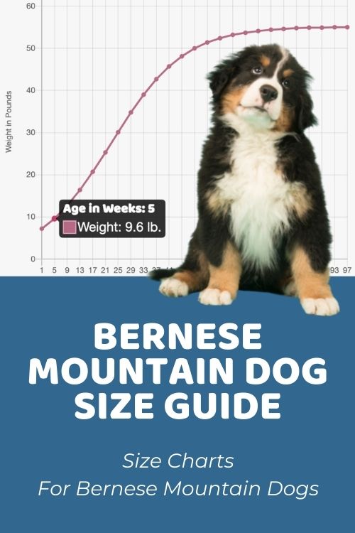 bernese mountain dog growth chart