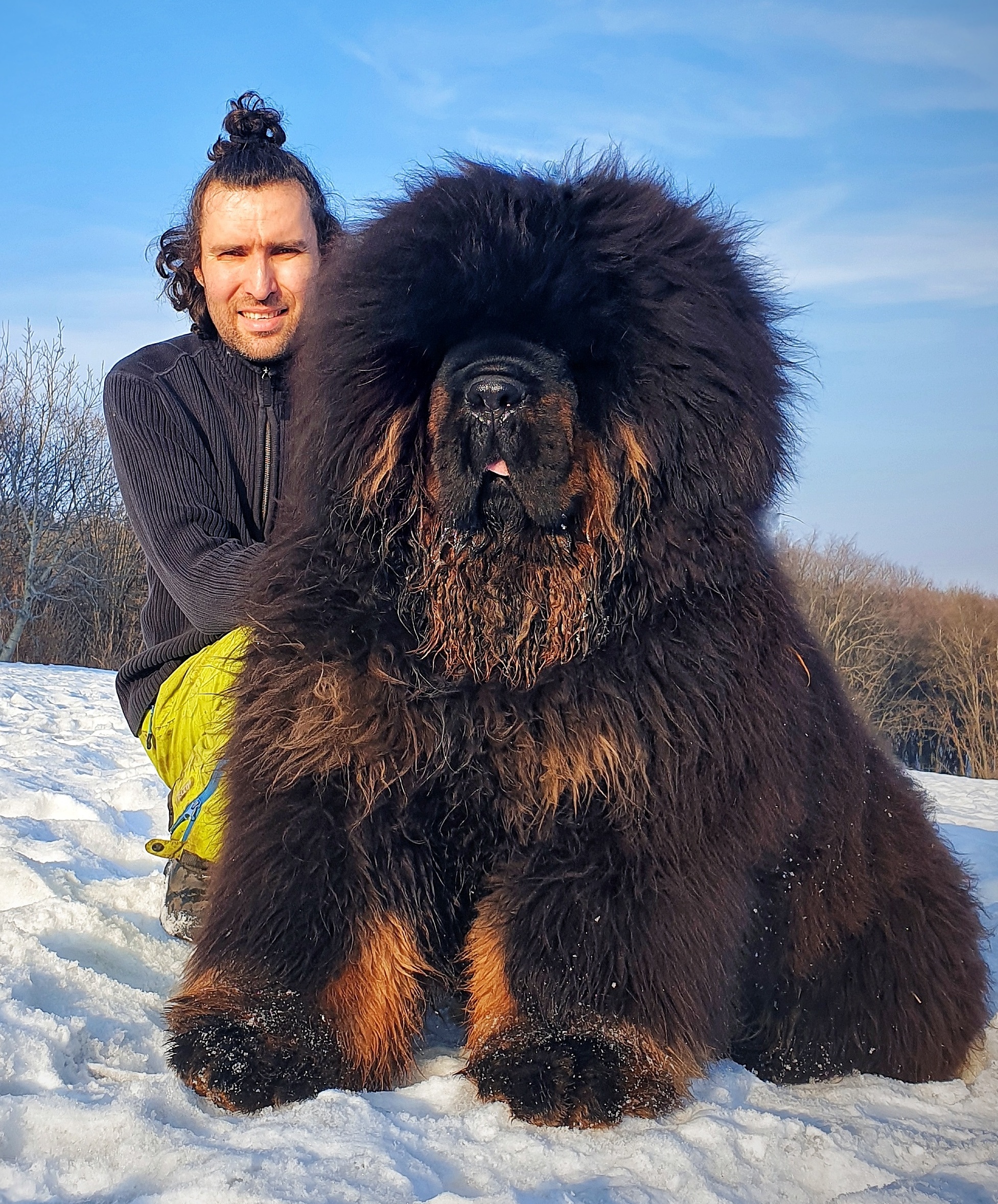 tibetan mastiff dog cost