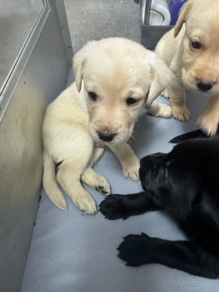 lab puppies for sale norfolk