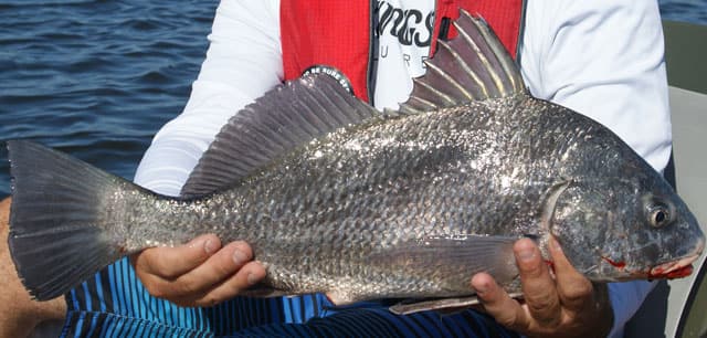 texas black drum limit