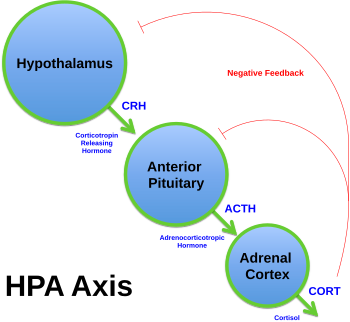 hypothalamic hypophyseal axis