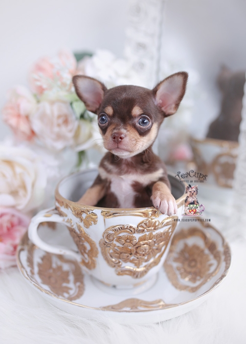 teacup chihuahua for sale near me