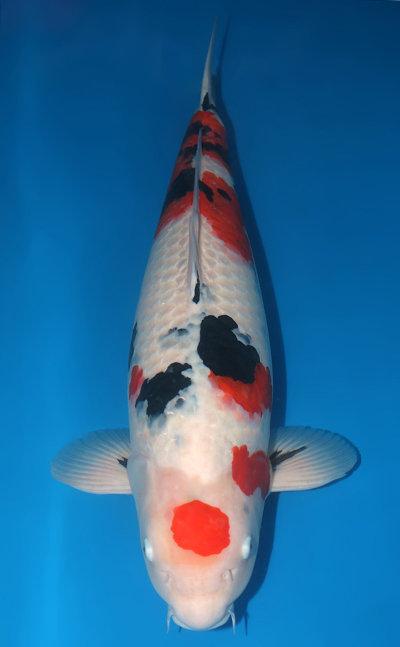 24 inch koi fish for sale