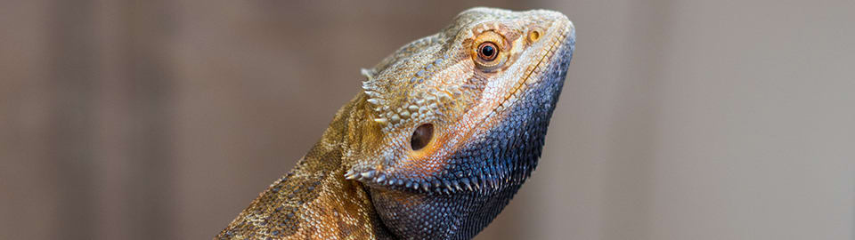 bearded dragon dark beard