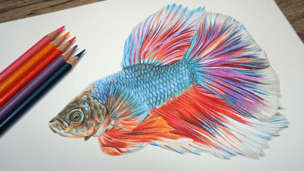 realistic fish drawing colour
