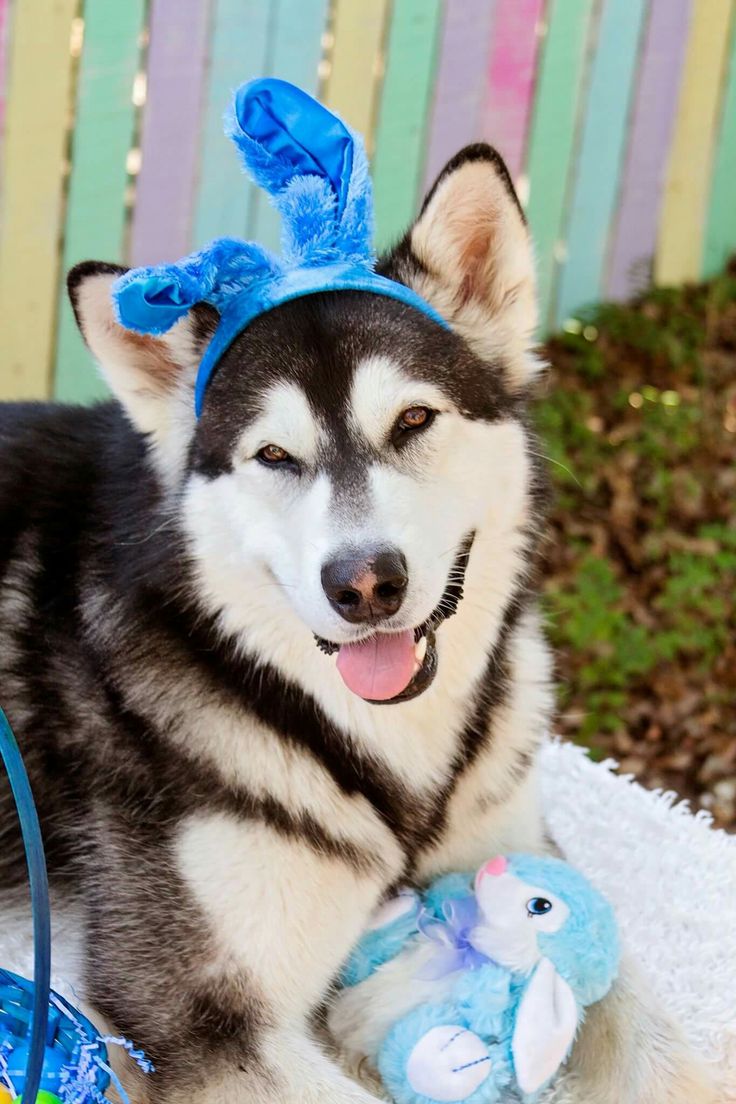 tonka the malamute