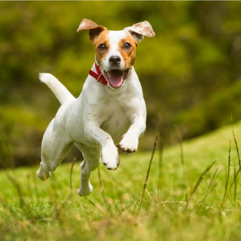 jack russell puppies for sale near me