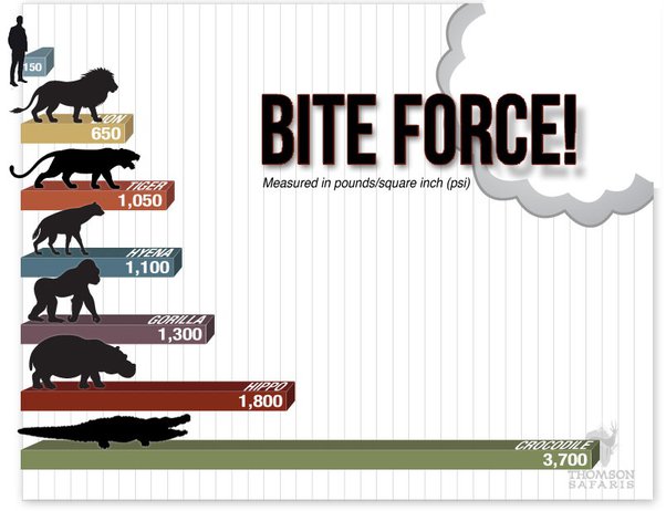 human bite force in psi