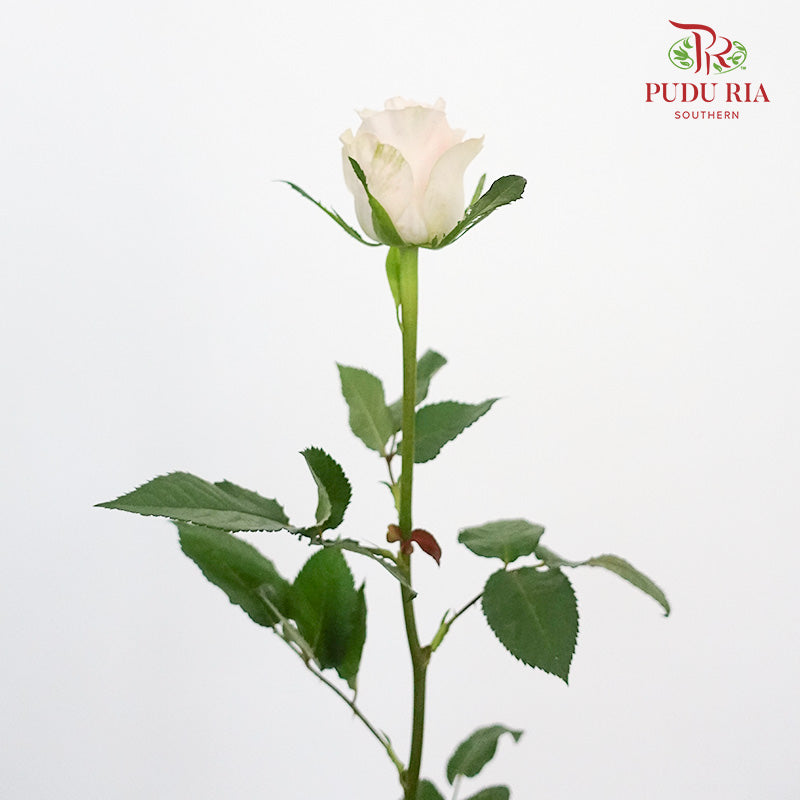 libra rose bud