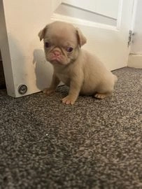 pug puppies for sale