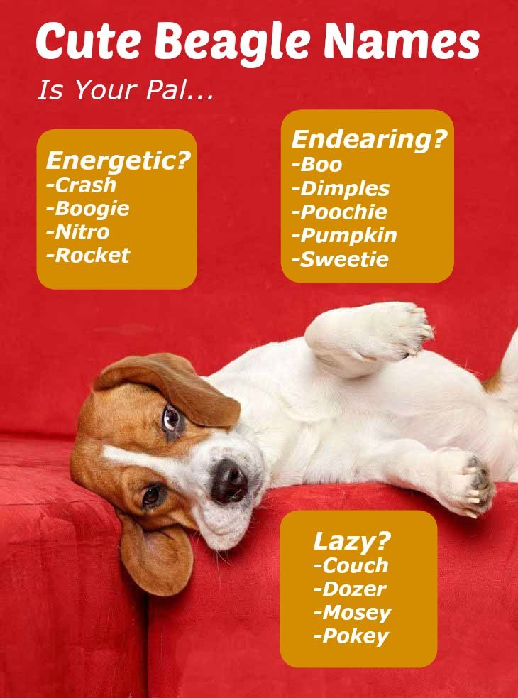 funny beagle names