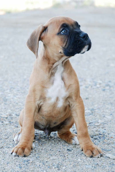 cachorros boxer en venta