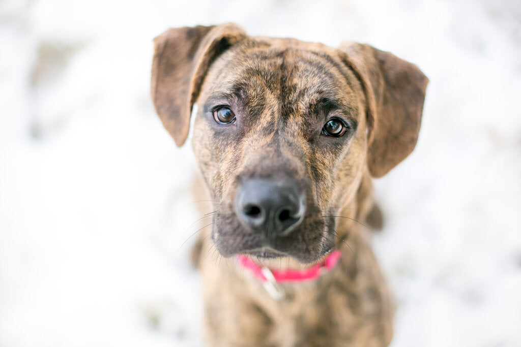 brindle dog types