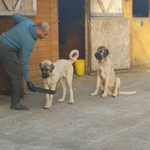 turkish kangal for sale uk