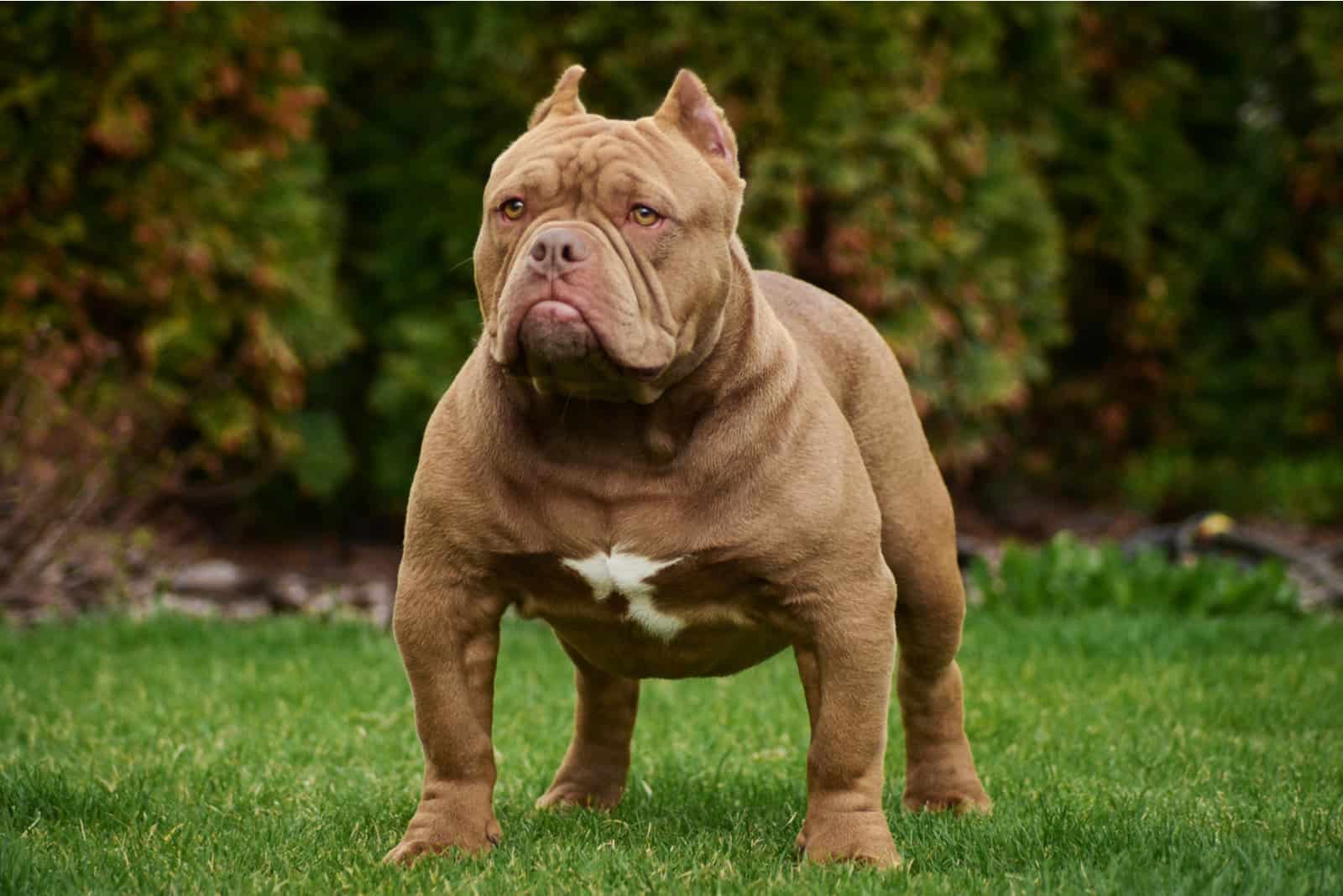 american bully price