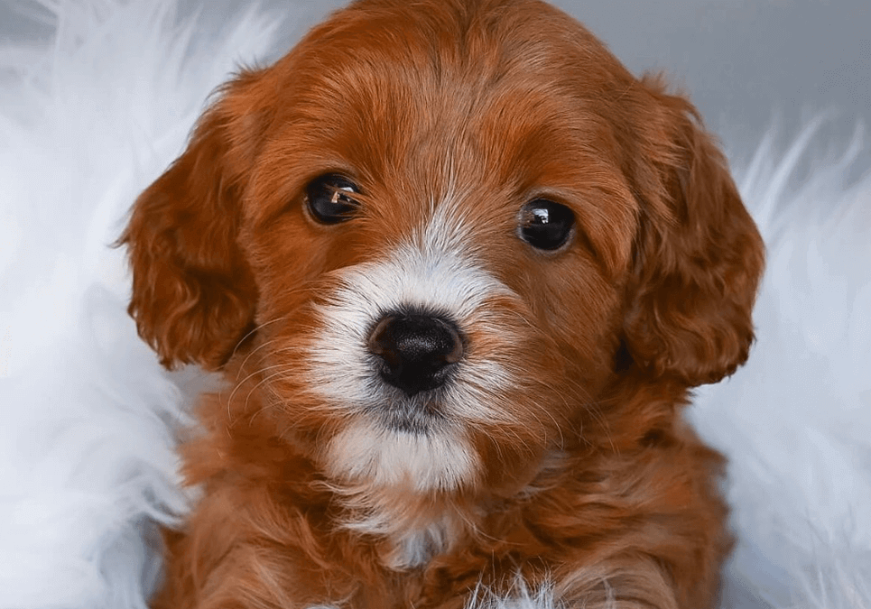 cavapoo cavapoo puppies