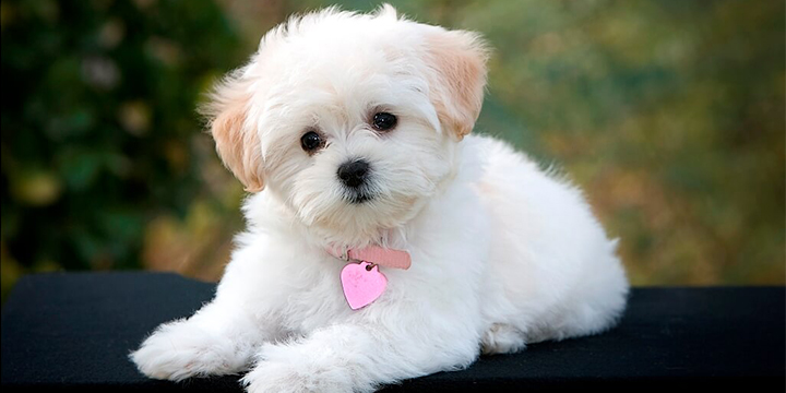 maltese terrier ekşi