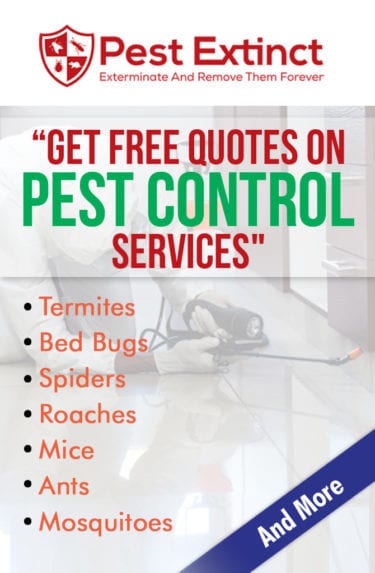 pest control services price