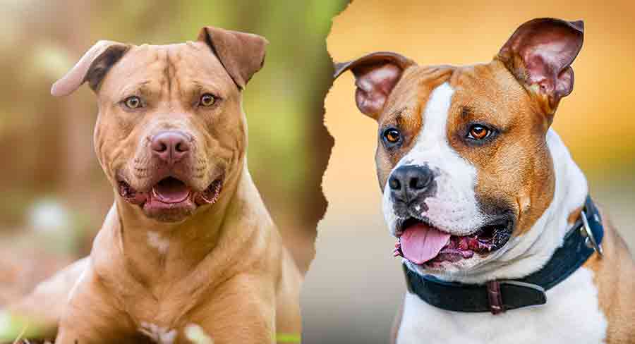 apbt vs staffordshire terrier