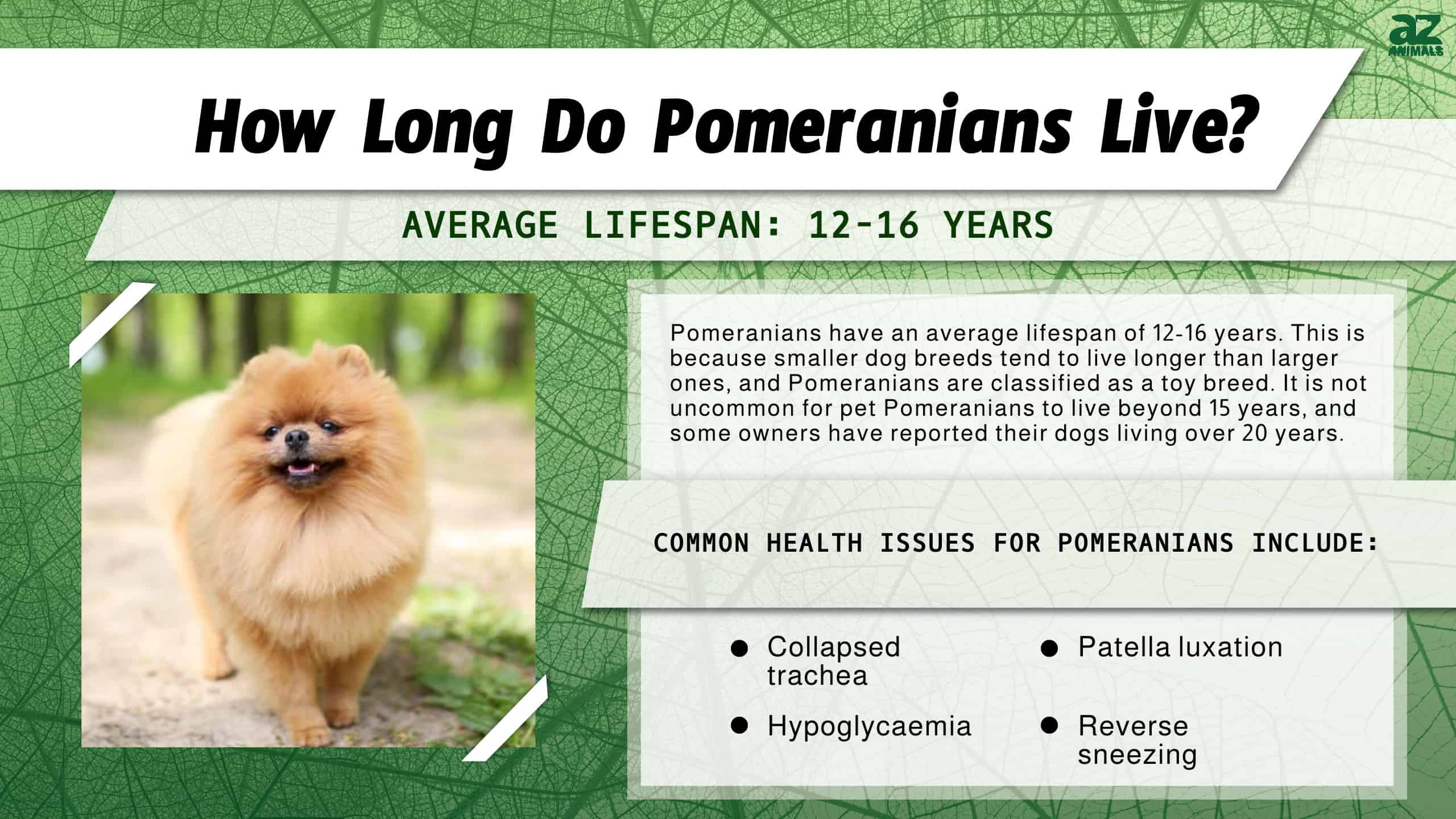 pomeranian life span