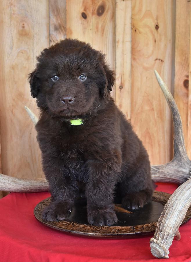 puppies for sale in newfoundland