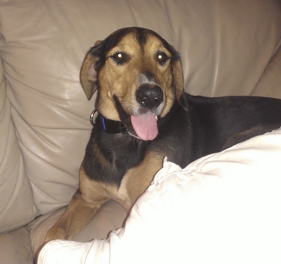 coonhound and lab mix