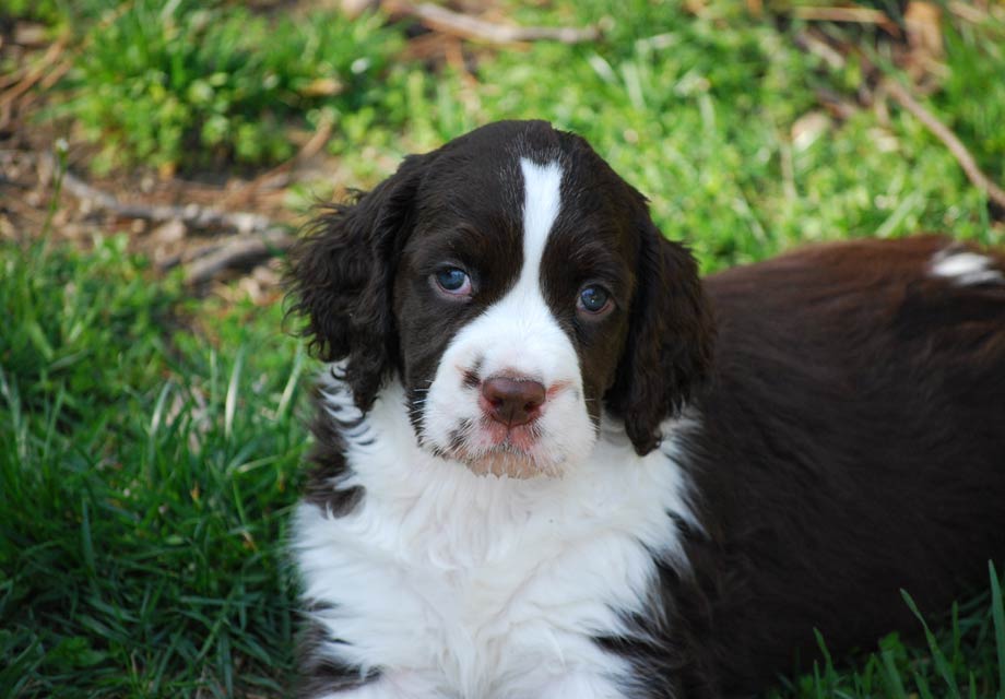 spaniel puppies for sale near me