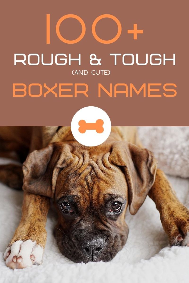 boxing dog names