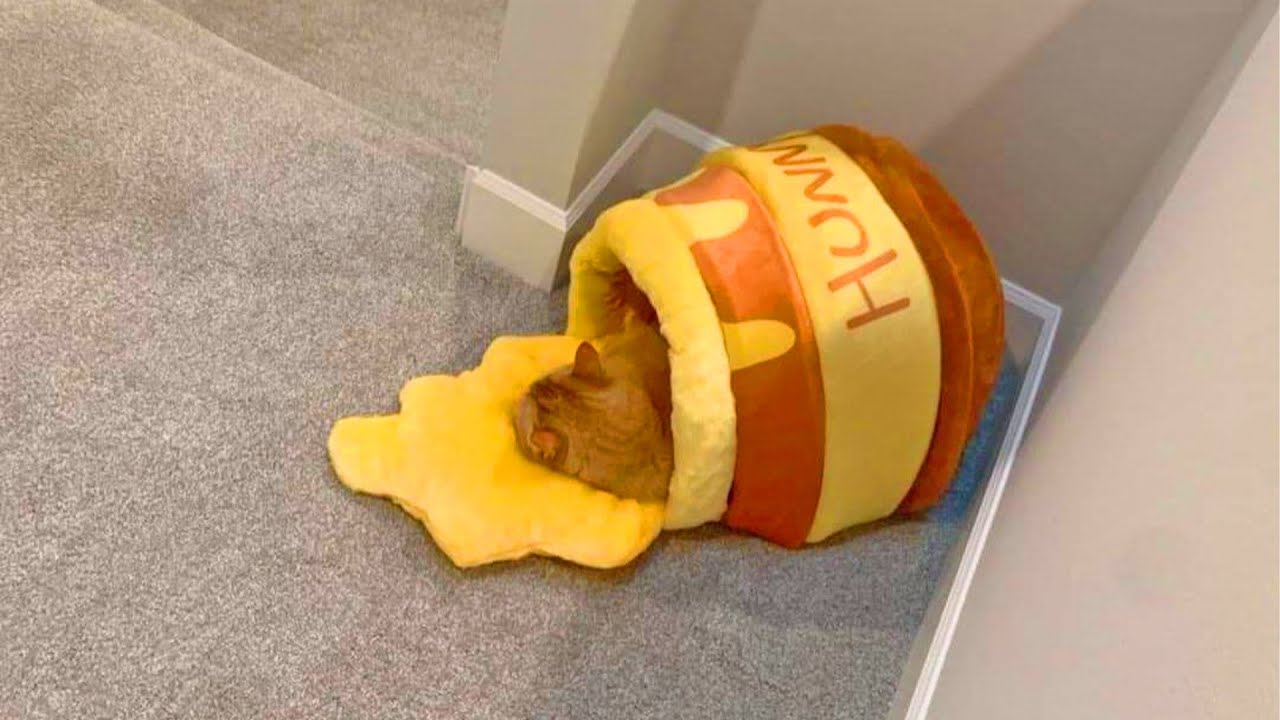 honey pot cat bed