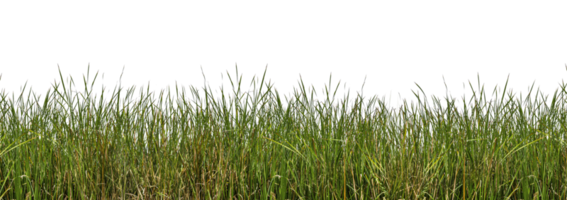 grass png hd